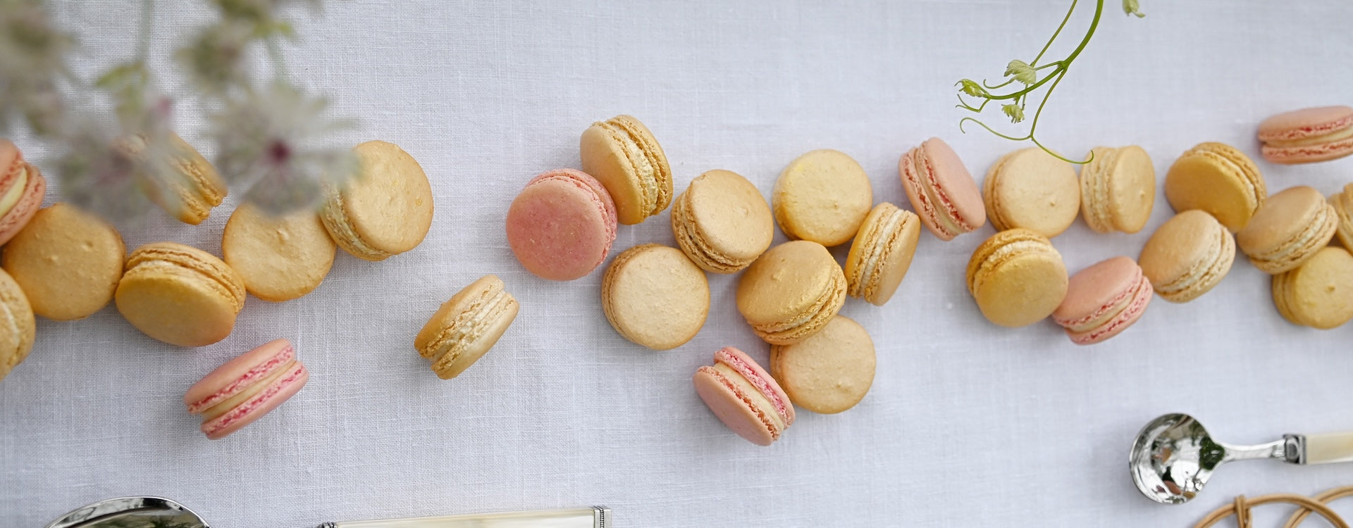caroline macaron nouvelle collection